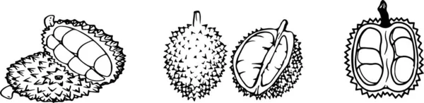 Icône Durian Sur Fond Couleur — Image vectorielle