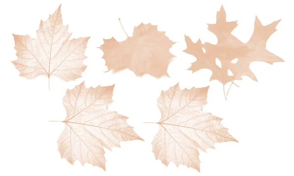 葉を持つ抽象的な色の背景 — ストック写真