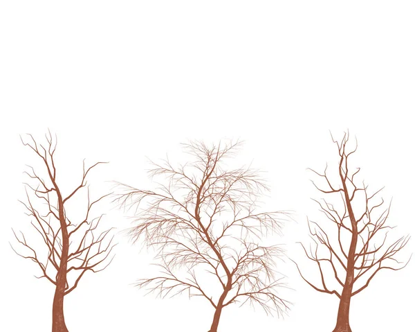 Träd Utan Löv Vit Bakgrund — Stockfoto