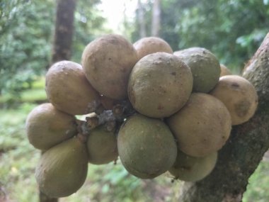 hasat sezonunda Longkong ağacında taze meyve Longkong