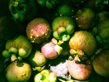 Bahçe Tayland taze mangosten