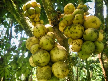 hasat sezonunda Longkong ağacında taze meyve Longkong