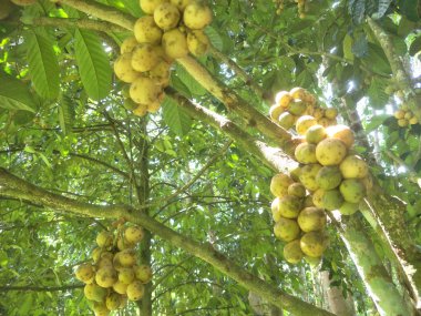 hasat sezonunda Longkong ağacında taze meyve Longkong