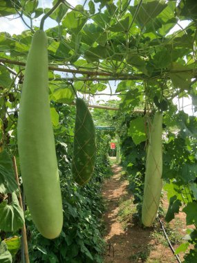 Ev yapımı sebzeler. Bahçede taze organik sebzeler