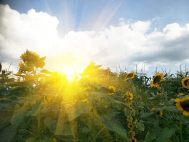 bahçede taze ayçiçeği