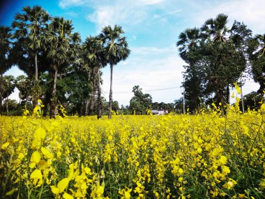 Pirinç tarlasında sarı çiçekler