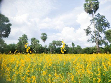 Pirinç tarlasında sarı çiçekler