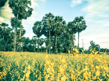 Pirinç tarlasında sarı çiçekler