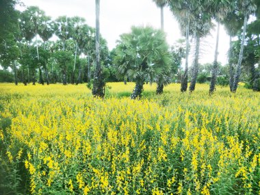 Pirinç tarlasında sarı çiçekler