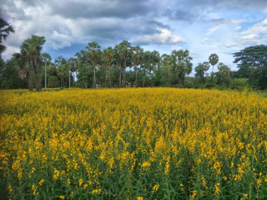 Pirinç tarlasında sarı çiçekler