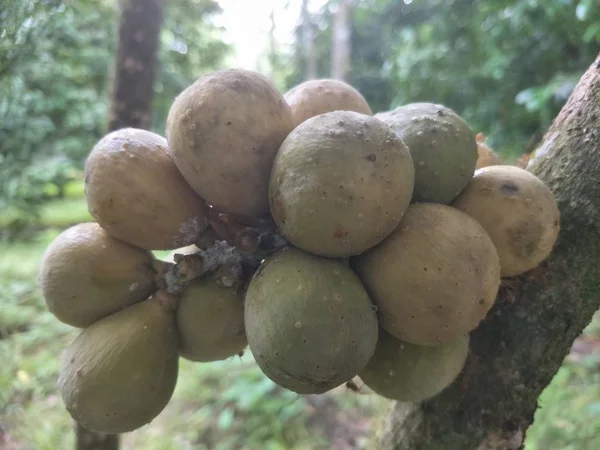 Fresh Fruit Longkong Longkong Tree Harvest Season — Stock Photo, Image