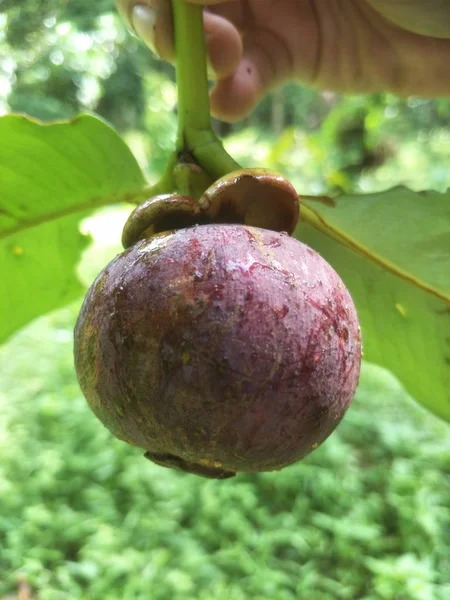 Fresh Mangosteen Uit Garden Thailand — Stockfoto