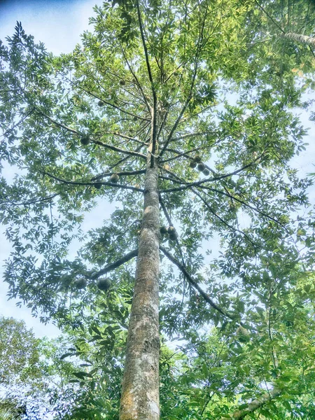 Árvore Duriana Jardim Tailandês — Fotografia de Stock