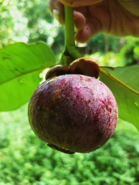 Fresh Mangosteen Uit Garden Thailand — Stockfoto