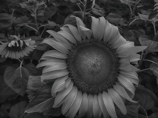 Frische Sonnenblumen Garten — Stockfoto