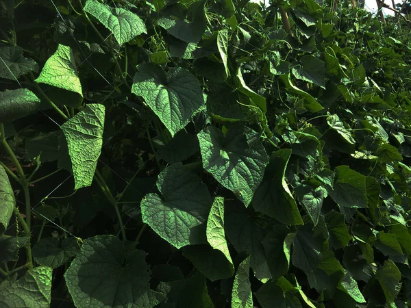 Hortalizas Cosecha Propia Verduras Orgánicas Frescas Jardín — Foto de Stock