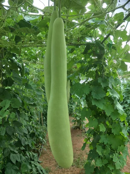 Hortalizas Cosecha Propia Verduras Orgánicas Frescas Jardín — Foto de Stock