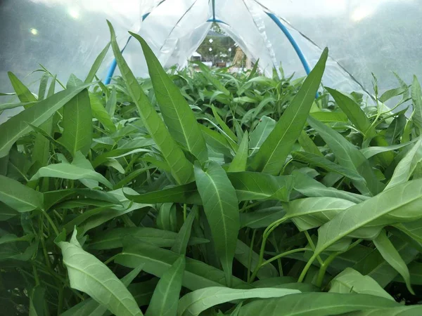 Hortalizas Cosecha Propia Verduras Orgánicas Frescas Jardín — Foto de Stock