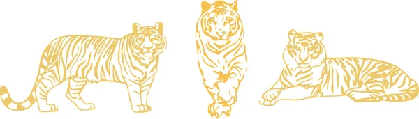 Tygrys Wektor Kolorowym Tle — Wektor stockowy