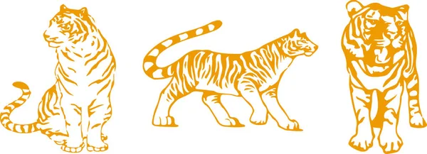 Tigervektor Auf Farbigem Hintergrund — Stockvektor