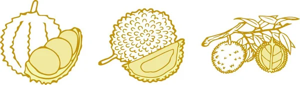ドリアンパッケージストックベクター ロイヤリティフリードリアンパッケージイラスト Depositphotos