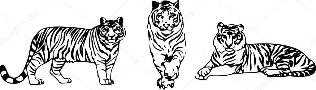 tiger vector on color background