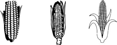 renk arka planda mısır simgesi