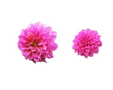 Beyaz arkaplanda izole edilmiş güzel çiçek