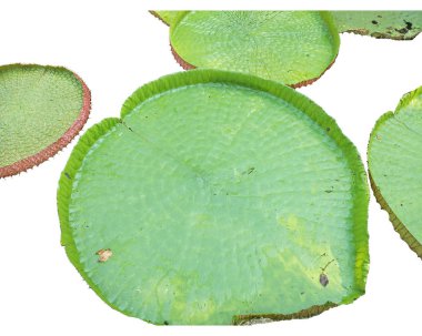Beyaz arka planda izole edilmiş Victoria lotus yaprağı