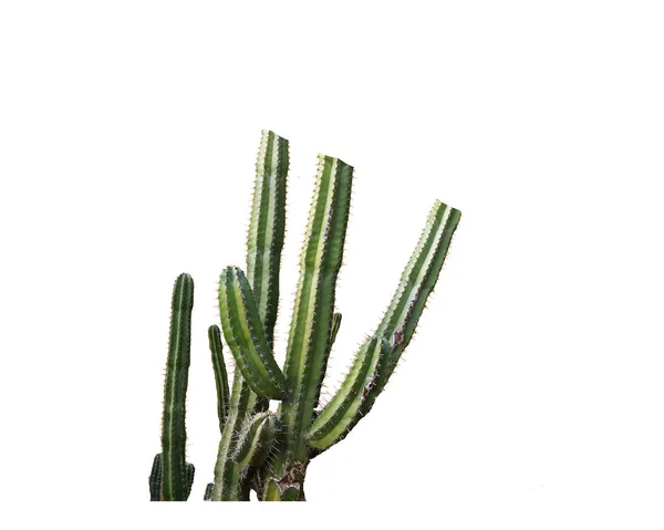 Cactus Isolé Sur Fond Blanc — Photo