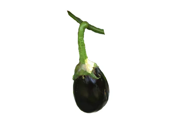 Eggplant Isolated White Background — Stock Photo, Image