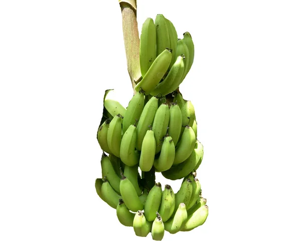 Banana Verde Isolada Sobre Fundo Branco — Fotografia de Stock