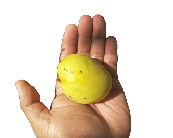 Mango Hand Isolated White Background — Stock Photo, Image