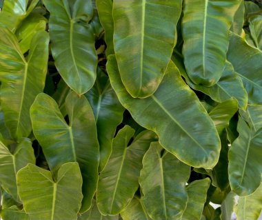 Bahçedeki muhteşem süs bitkileri