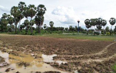 Tayland 'da tarım çiftliği, Asya çiftliği