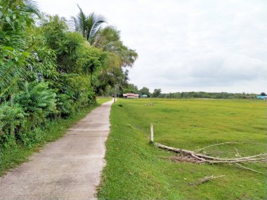 Bahçedeki çim tarlası