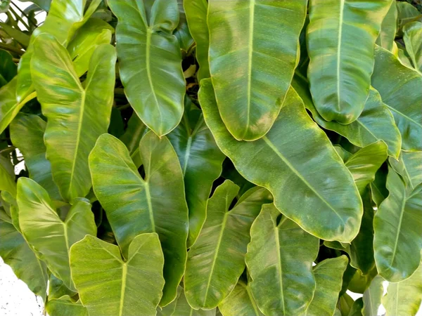 Verbazingwekkende Sierplanten Tuin — Stockfoto