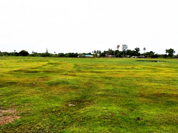 Campo Hierba Jardín — Foto de Stock