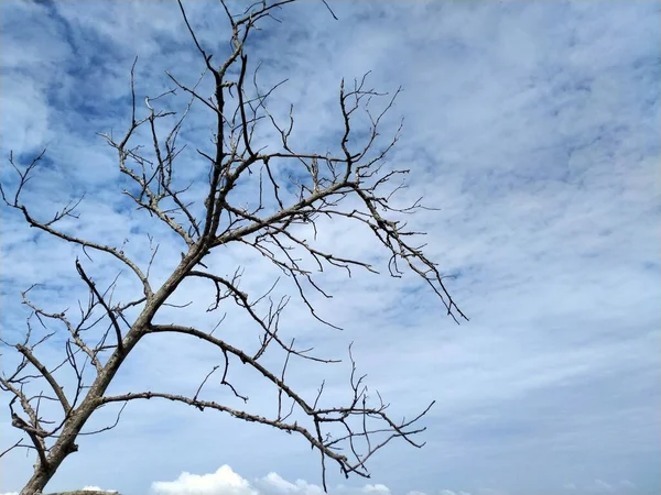 Les Restes Arbres Sur Plage — Photo