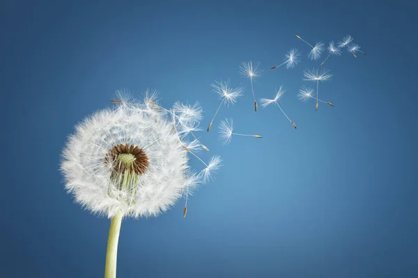 Dandelion Seeds Blowing Away Wind Clear Blue Sky Copy Space — Stock Photo, Image