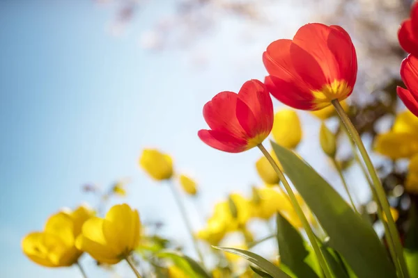 Весенний Тюльпан Цветы Вишня Цветут Фоне Голубого Неба Солнце — стоковое фото