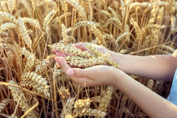 Ребенок Держит Урожай Руке Пшеничного Поля — стоковое фото