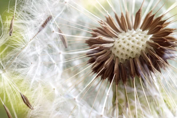 Semena Dandelion Jsou Blízko Ranního Slunce — Stock fotografie