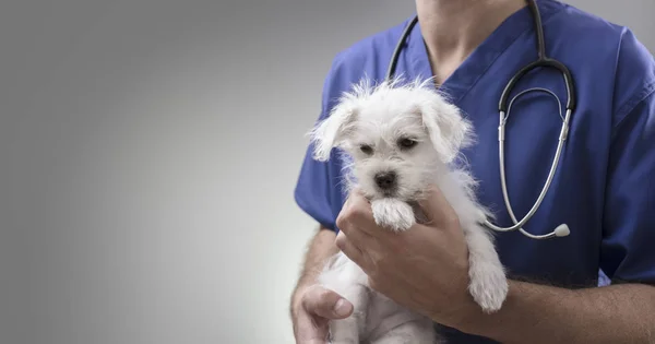 Médico Veterinário Segurando Examinando Cachorro Cruzado Westie Maltês Com Estetoscópio — Fotografia de Stock
