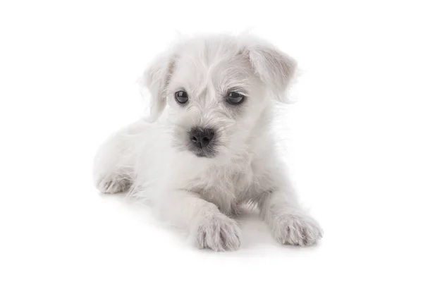 Maltański Westie Lub West Highland Terrier Szczeniak Pies Białym Tle — Zdjęcie stockowe