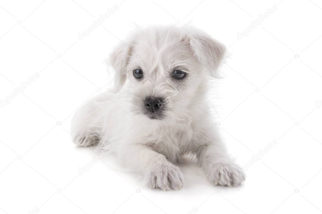 Maltese Westie or West Highland Terrier puppy dog isolated on white background