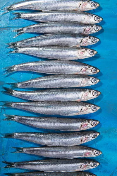 Padrão de peixe Um grupo de anchovas espalhadas em um fundo azul. Mar Jónico, Itália, região da Apúlia — Fotografia de Stock