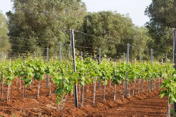 Weinberg Frühling Primitivo Manduria Apulia Region Italien — Stockfoto