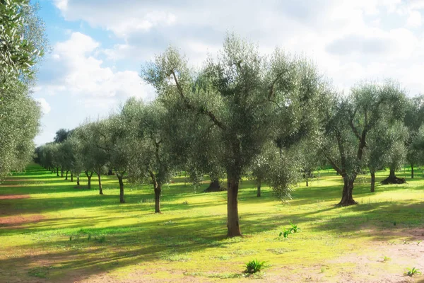 Плантація Молодих Оливкових Дерев Сонячний Весняний День Саленто Апулія Італія — стокове фото