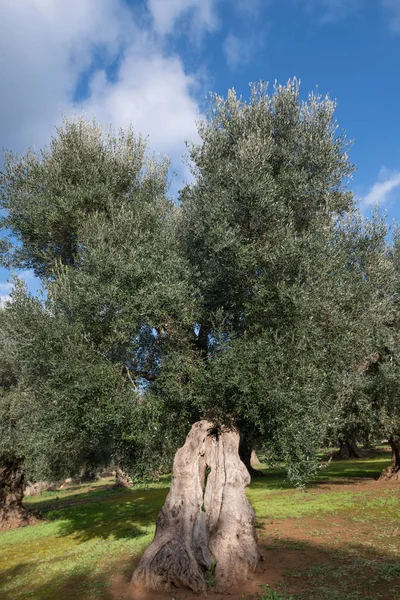 Güzel zeytin ağacı güneşli bahar gününde Bahçe: Salento, Apulia bölgesinde, İtalya